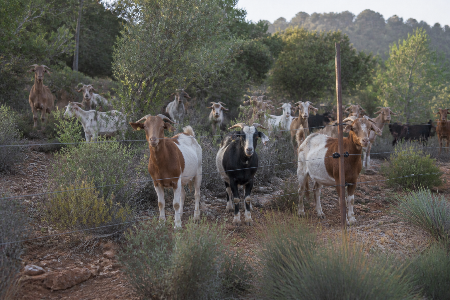 Cabras en el monte tras una cerca eléctrica de varios hilos