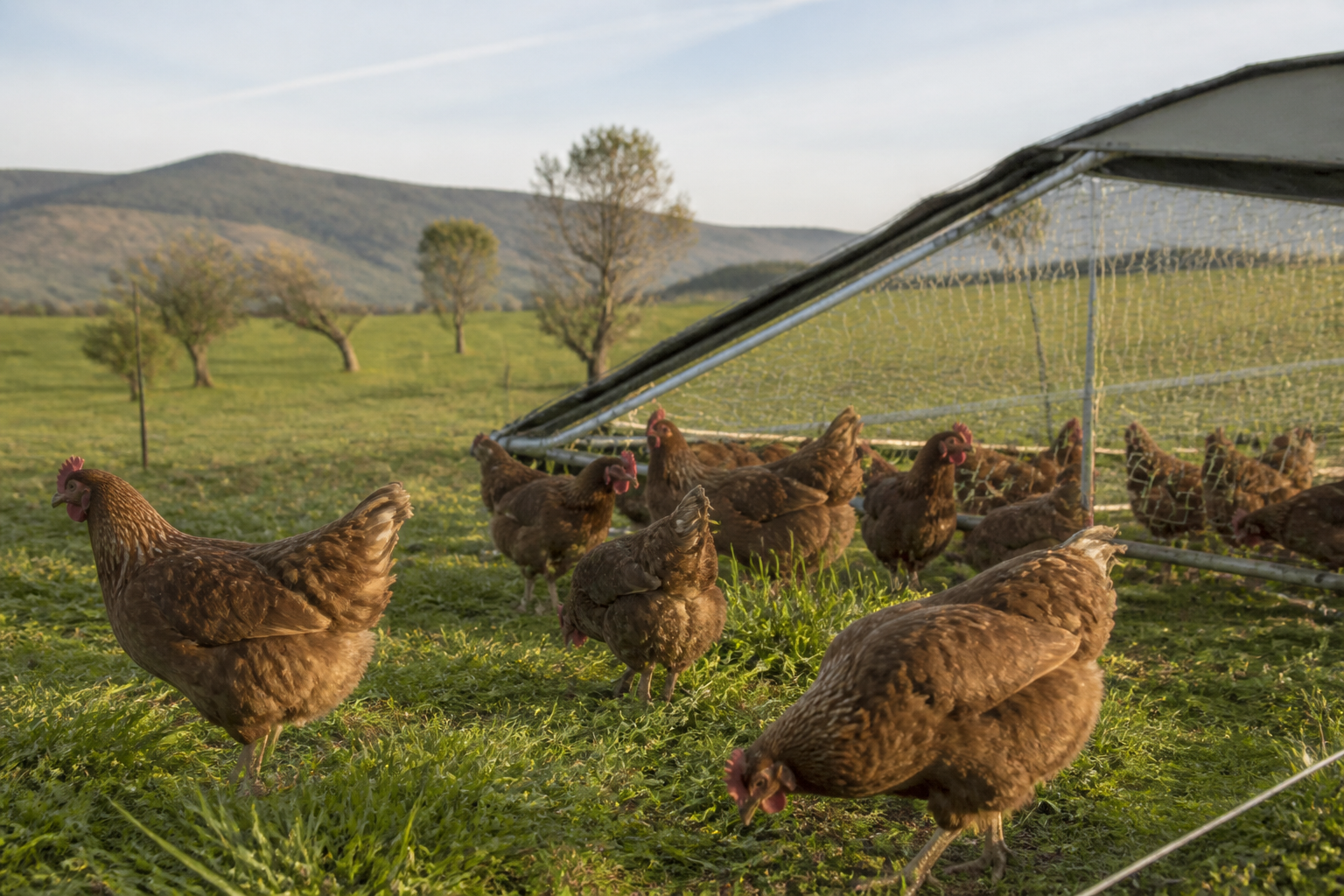 Gallinas camperas en un cercado móvil con cerca eléctrica baja