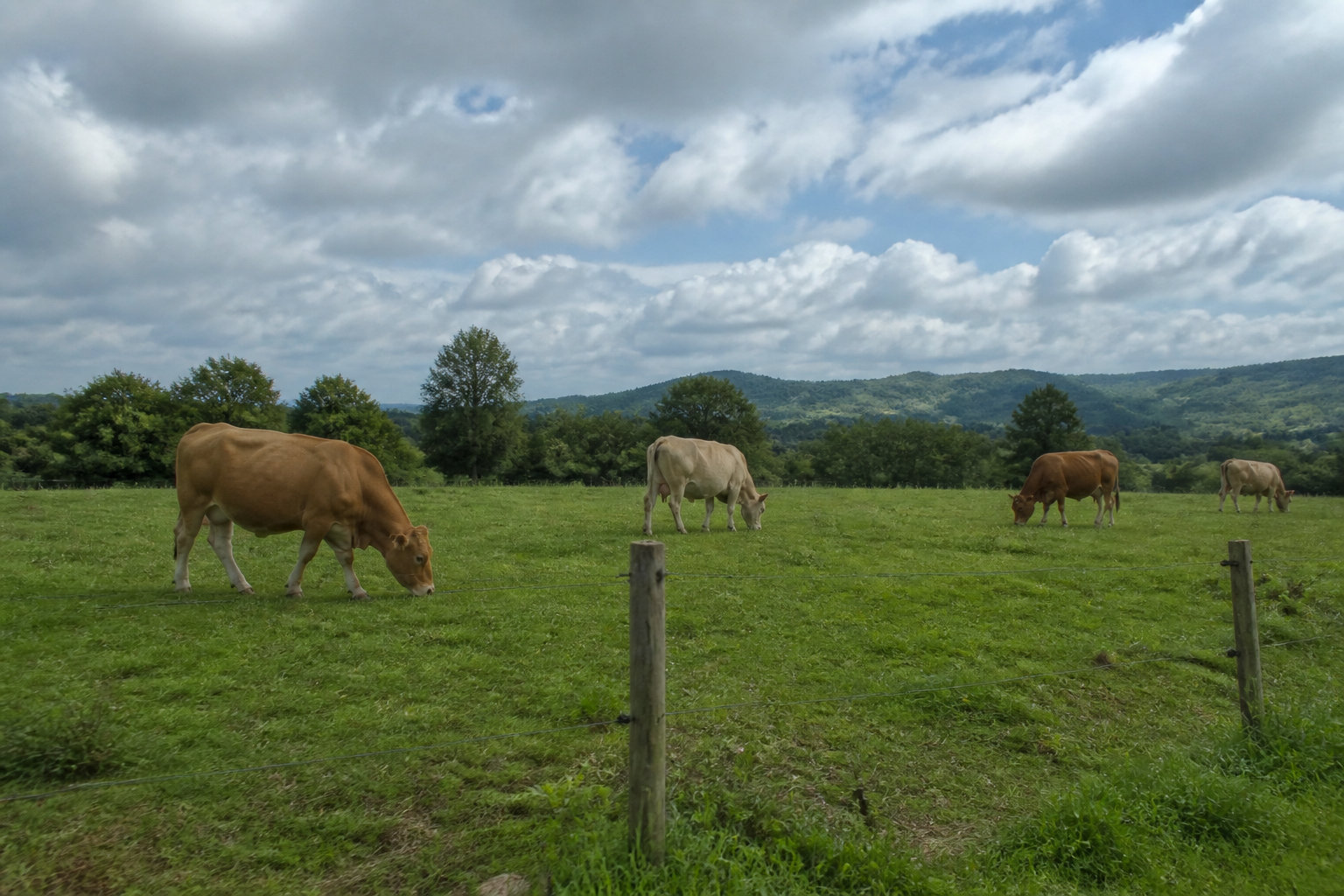 Vacas pastando en un prado delimitado por cerca eléctrica de un hilo